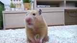 给仓鼠吃花会怎么样？隔着屏幕都感觉到它的无奈，哈哈