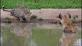 鬣狗洗澡碰见豹子