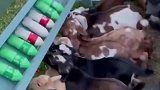 原来小羊喝奶时是这样的