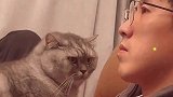 猫咪趴在男主人身上取暖，用挑衅的眼神，对着女主人