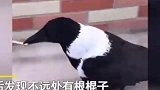 男子将月饼放杯底，乌鸦竟巧用工具吃到，网友直呼喝水升级版！