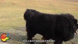 青藏高原成世界上最豪流浪场，曾天价藏獒，现今四处流浪无人问？