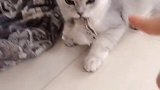 听说我的猫和鼠火了