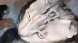 被猫妈咪睡觉的时候压着了