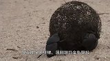 屎壳郎推着“粪球”回家，狮子一尾巴打下来，屎壳郎：想打劫？