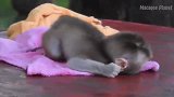 瞧! 要喝牛奶，孤儿猴哭的真欢快