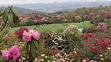 贵州百里杜鹃旅游攻略，天然原始花海赏花正当时，春季踏青好去处