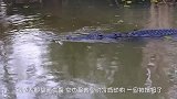 称霸南美洲的掠食者，“水中霸主”鳄鱼在它眼中只是一条大点的鱼