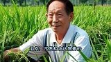 引人泪目！农民伯伯给袁隆平送去三束水稻，久久不愿离去
