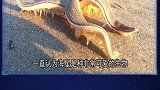 5种被冲上海滩的不明怪物