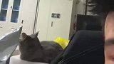 主人呼喊小猫，没想到竟会礼貌回礼