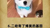 混血的二哈你爱了吗