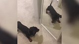 小狗警惕的看着镜子，不断地试探着，真是好玩！
