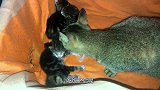 农村狸花猫，3个月生2窝，网友戏称“生生不息”！