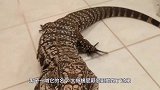 壁虎的尾巴断掉了，主人把断尾放壁虎面前，壁虎反应出乎意料！