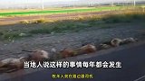 汽车高速上冲向羊群，路人：撞死六十几只羊，估计要赔很多钱！