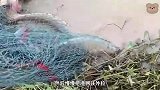小伙意外抓到百斤大鱼，还多次被拽入水中，好在最后有惊无险