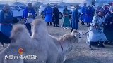 草原那达慕大会第一名奖品是骆驼，领奖时骆驼却趴地上摆烂
