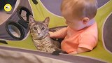 宝宝想要亲亲猫咪,猫咪的举动萌爆了!
