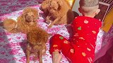 被铲屎官搞得面目全非，这发型还挺帅呢