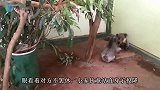 两只猫咪打架，速战速决，拳拳到肉打得啪啪响