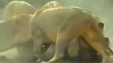 动物：这是我见过最勇敢的疣猪，单枪匹马对抗狮子