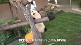 这只熊猫太过分，竟抱住小姐姐不撒手，网友：也就国宝敢做