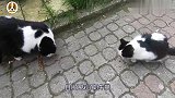 奶牛猫神经病程度,无猫能敌,堪称猫中“二哈”
