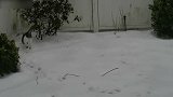 看这雪地上的小脚印，都是小猫咪踩出来的呢，真是好可爱！
