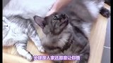 世界上最大的宠物猫-缅因猫揭秘