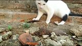 第一次感觉老鼠可怜，被猫虐到不想活，只有田园猫能干出这事