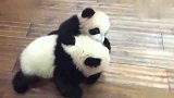 两只熊猫宝宝爬都不利索，就干起架来了，饲养员在一旁淡定的看戏