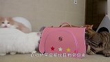 主人带回来一只狗，家里的猫咪看到后，接下来忍住别笑