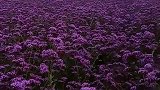 美景分享：熏衣草