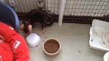 好漂亮的小奶猫呢，看这调皮的模样，真是可爱极了呢！