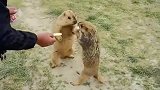 野生动物零距离：土拨鼠主动向路人讨要食物，好呆萌！