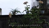 利用好这1招，就算是懒花的月季也能催得满头花朵