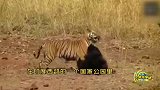 印度一国家公园，老虎遇到懒熊，竟被懒熊追着跑