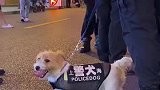 你以为它是个简单的小萌犬？它可是当地赫赫有名的缉毒王牌！