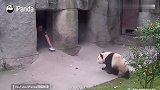 那些年奶爸奶妈喊宝宝回家路,熊猫搞笑合集!