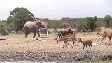 大象和长颈鹿因为一瓶水打架，而背后的原因令人深思