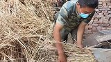 养羊人的好帮手，羊群日常的粗饲料，全靠它了