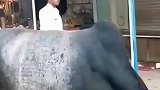 牛魔王转世啊，第一次见到三个角的，神牛啊