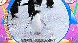 走进大自然之企鹅