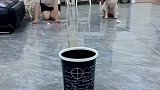 看得出来狗狗的模仿能力是很强的