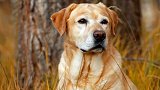 10月起：深圳犬只未植入芯片被视为无证养犬