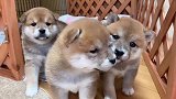 前方高萌！肉嘟嘟的小柴犬，你确定不看？