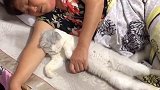 你们的猫暑假都在家干嘛呢？#猫