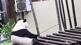 熊猫：姜太熊钓鱼，愿者上钩！