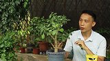 让玉树快速成老桩，就要从着手去做好这3件事！